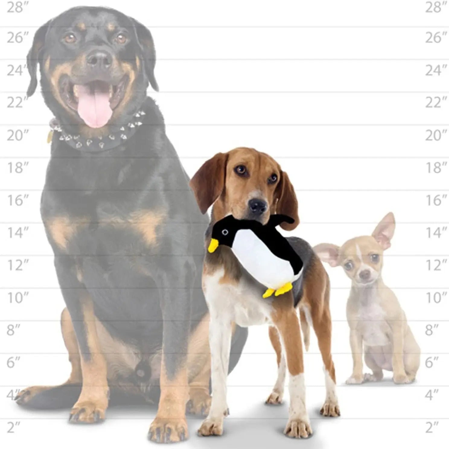 Three dogs of different sizes pose together, showcasing a playful beagle with a penguin toy.