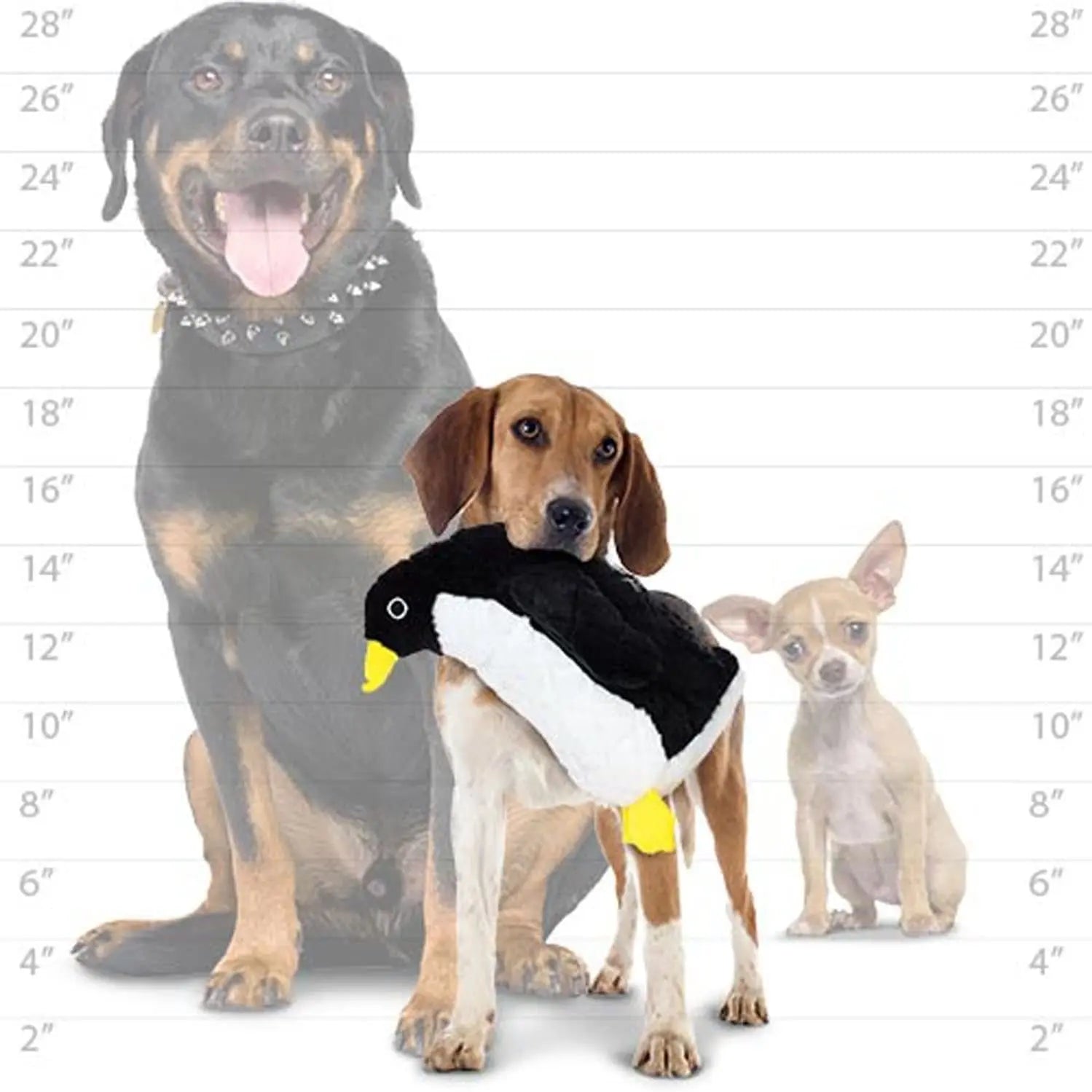 Three dogs of different sizes with a plush penguin toy, showcasing pet playtime and companionship.