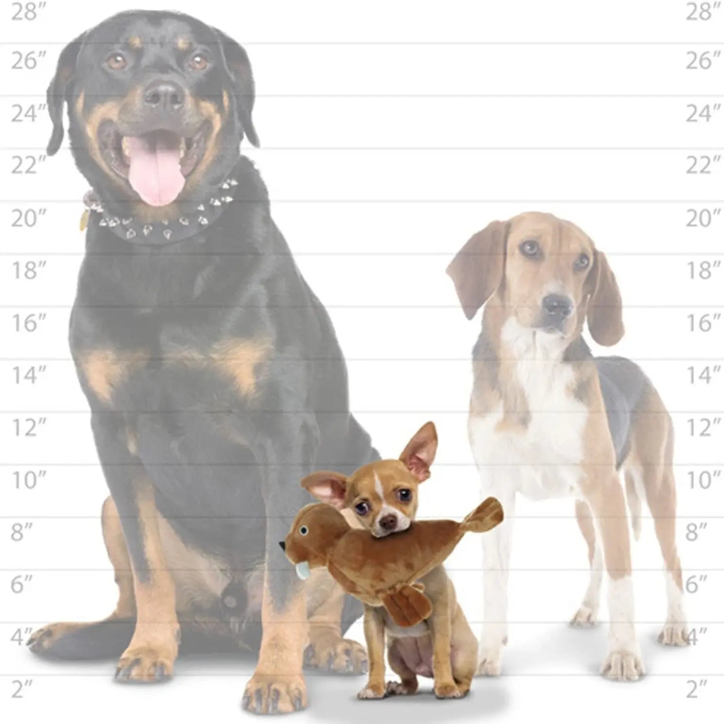 Three dogs of different breeds and sizes standing together with a plush toy in front.