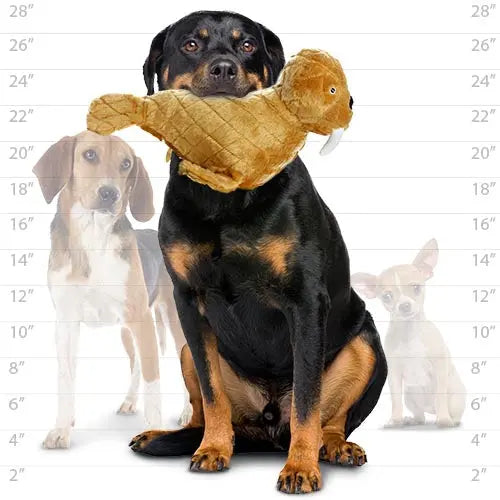 Rottweiler holding a plush toy with smaller dogs in the background, showcasing pet playtime fun.