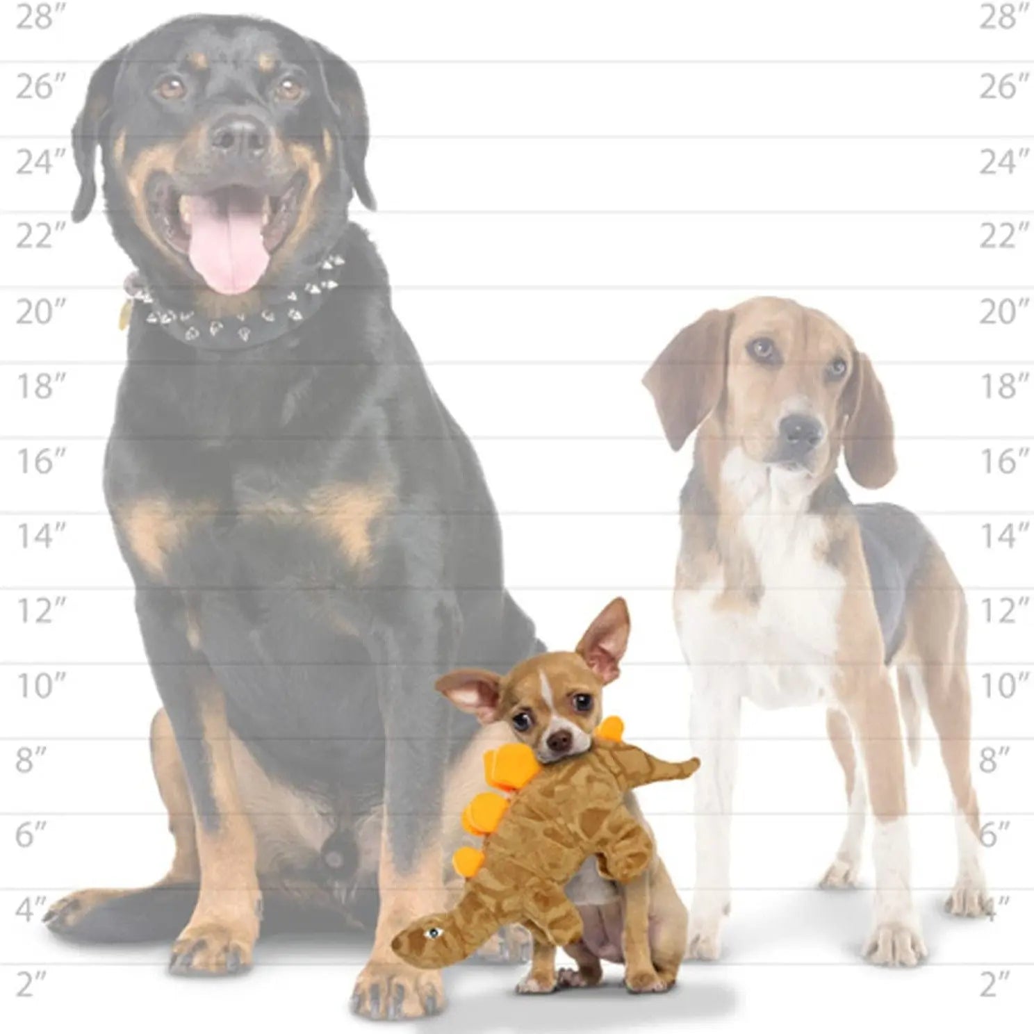 Three dogs of varying sizes stand together, showcasing a playful Chihuahua with a dinosaur toy.