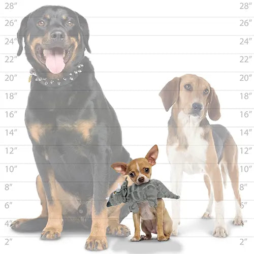 Three dogs of varying sizes, showcasing a Rottweiler, Beagle, and a small Chihuahua with a toy.