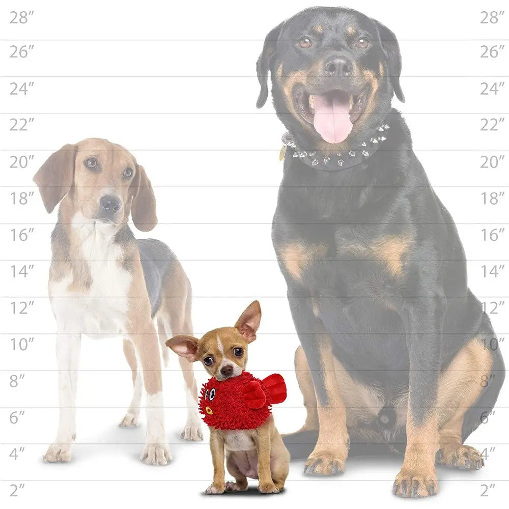 Three dogs of different sizes standing together, showcasing a playful Chihuahua with a red toy.