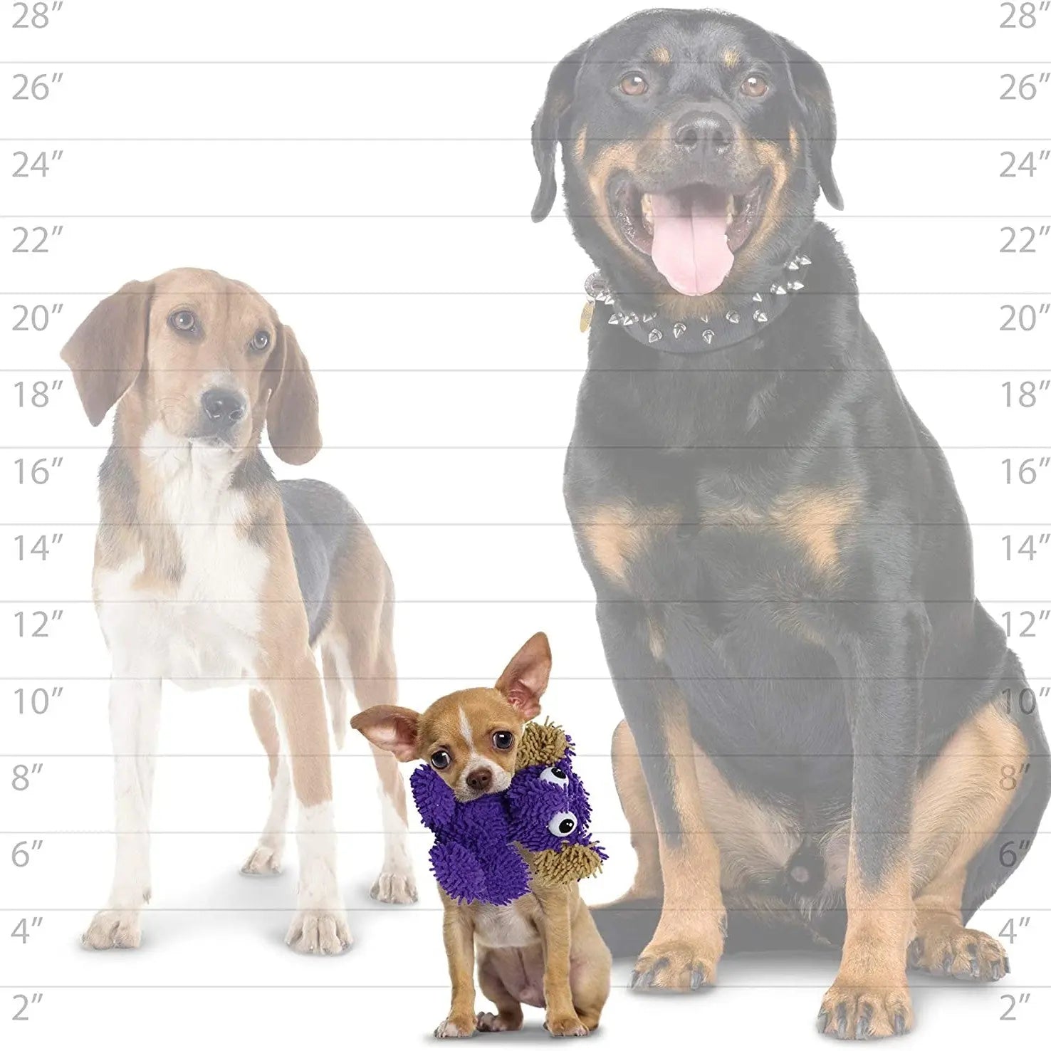 Three dogs of varying sizes, including a Rottweiler, Beagle, and Chihuahua, showcasing pet companionship.