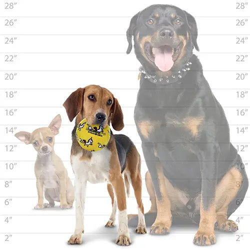 Three dogs of different sizes standing together, showcasing a variety of breeds and playful energy.