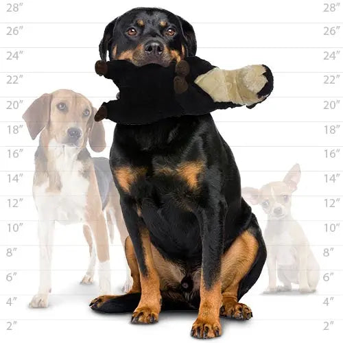 Rottweiler holding a plush toy, showcasing pet playtime and companionship.