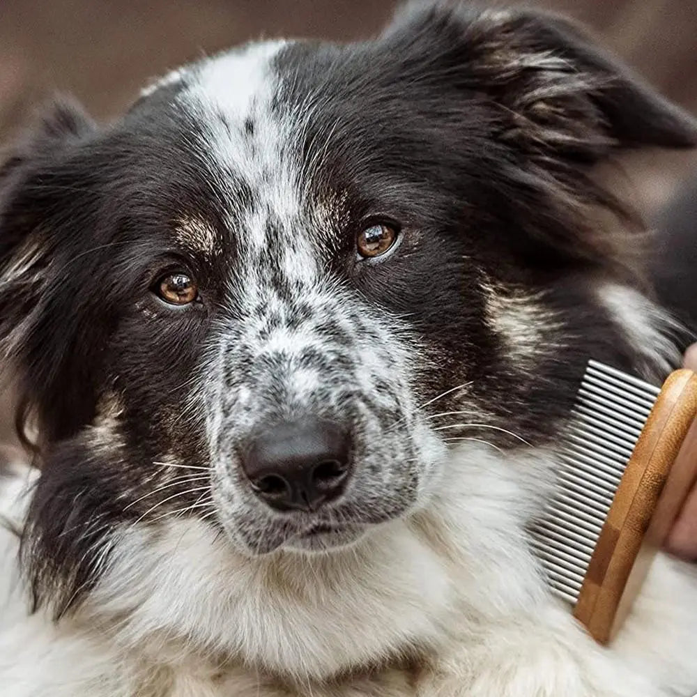 Dog grooming with a comb, showcasing a fluffy black and white coat for a healthy, shiny appearance.