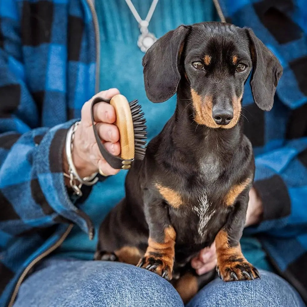 Dachshund being groomed with a brush by a person in a cozy setting.
