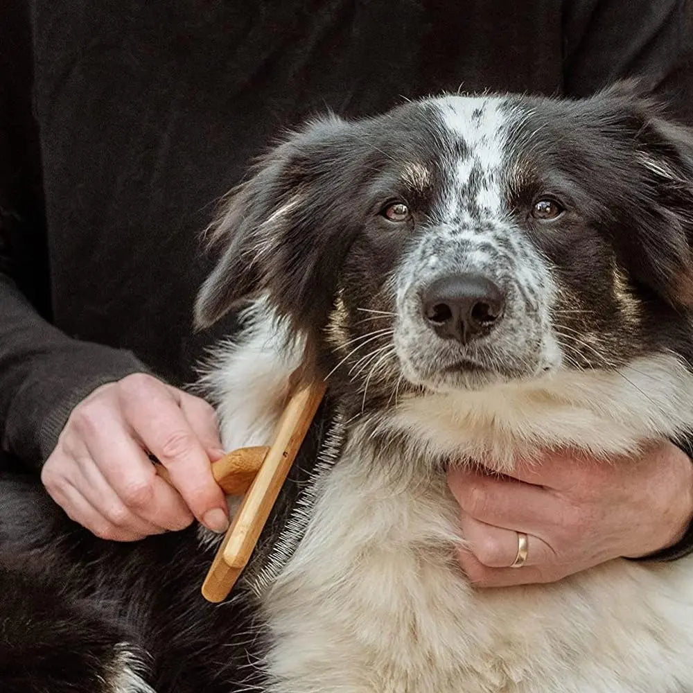 Person grooming a black and white dog with a wooden brush for a healthy coat.