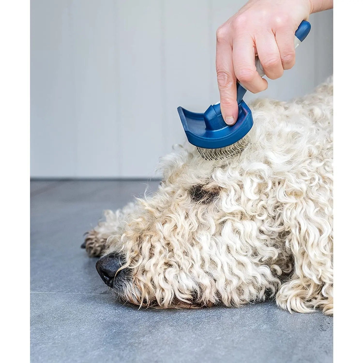 Dog grooming brush in use on a curly-coated dog, promoting healthy fur and relaxation.