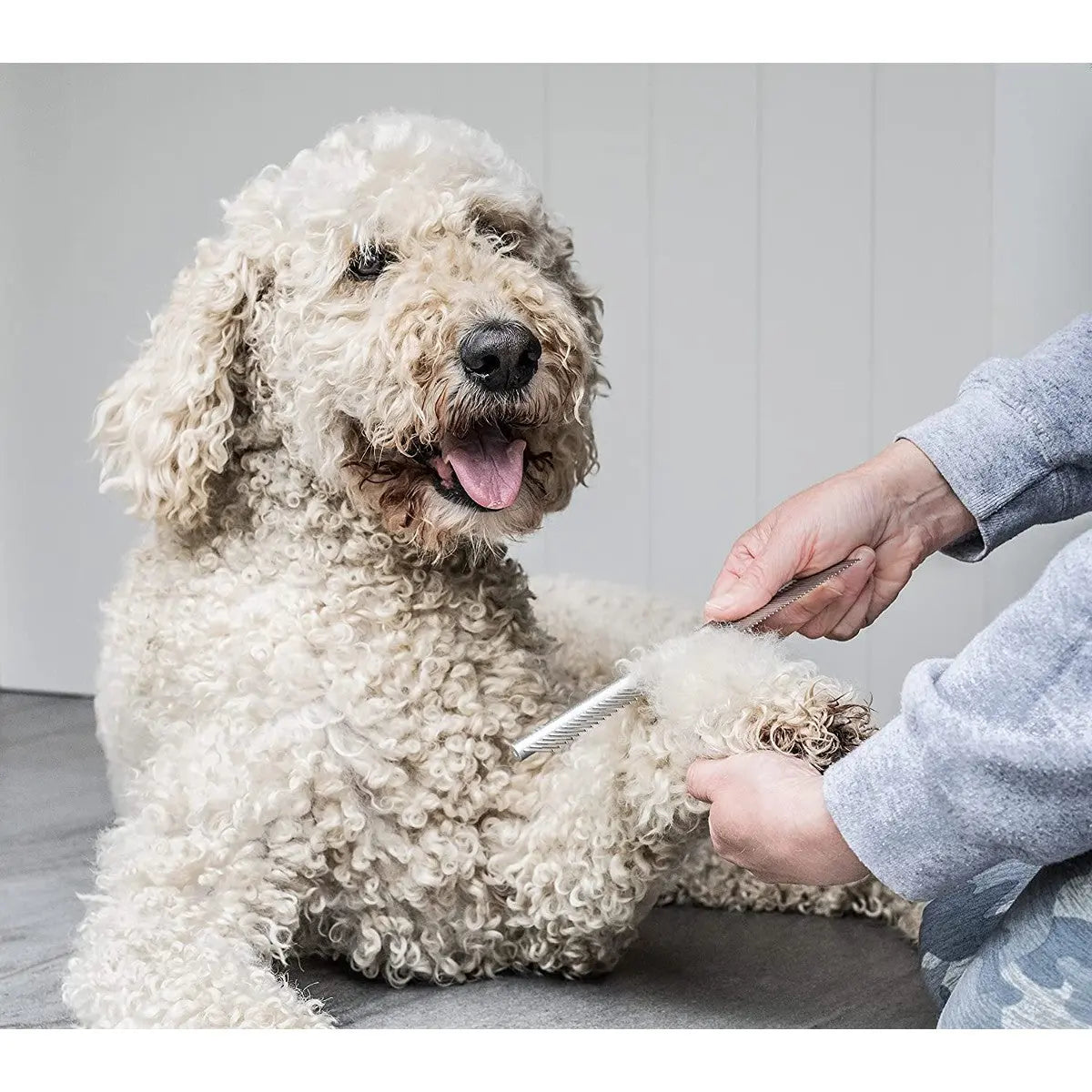 Dog grooming session with a curly-coated dog being brushed by a person.