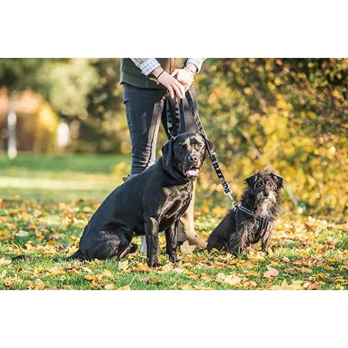 Two dogs on leashes sitting in a park surrounded by autumn leaves.