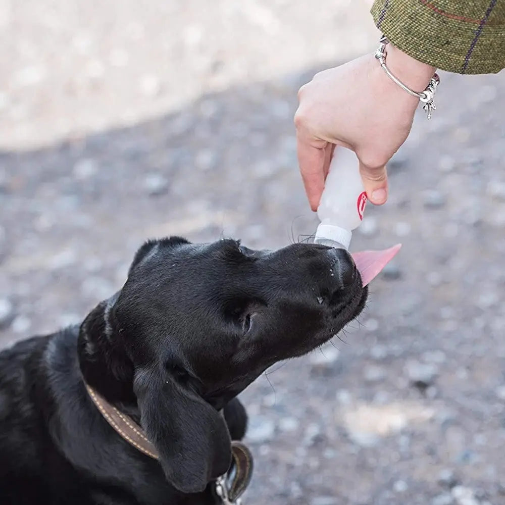 Dog drinking from a portable water bottle during an outdoor adventure.