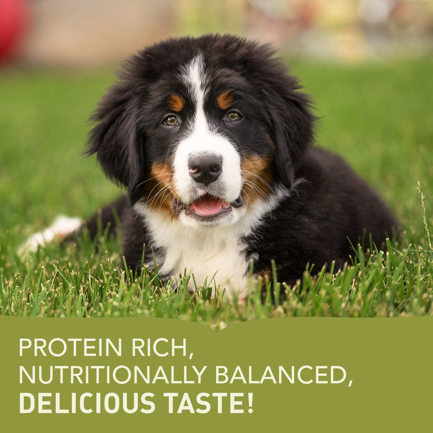 Acana Large Breed Puppy Food – key benefits graphic (South Africa)