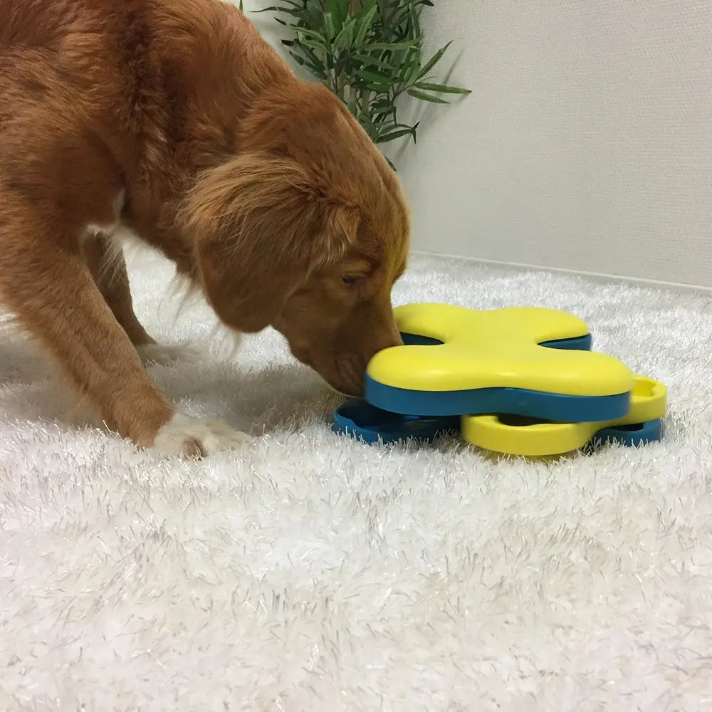 Dog interacting with a colorful puzzle toy on a soft rug, promoting mental stimulation and play.