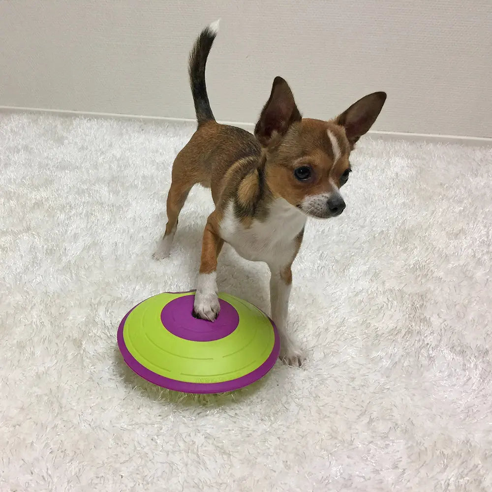 Chihuahua playing with a colorful frisbee toy on a soft white surface.