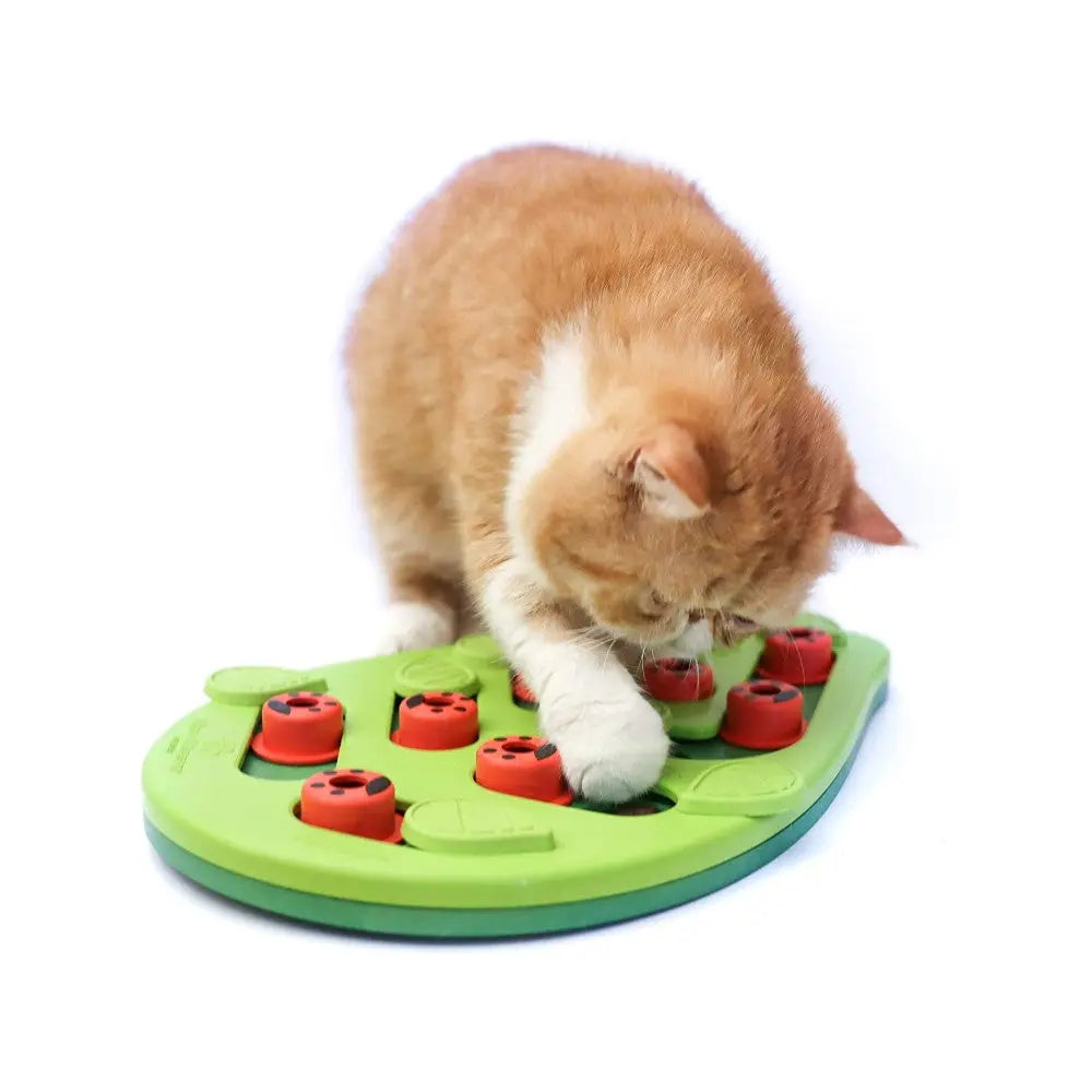 Cat playing with a green interactive puzzle toy featuring red ladybug pieces for mental stimulation.