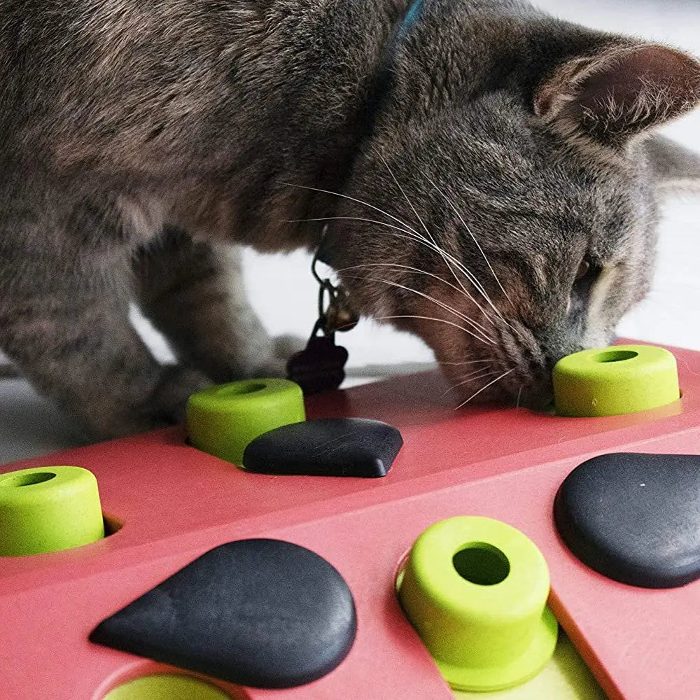 Cat engaging with a colorful interactive puzzle toy for mental stimulation and play.