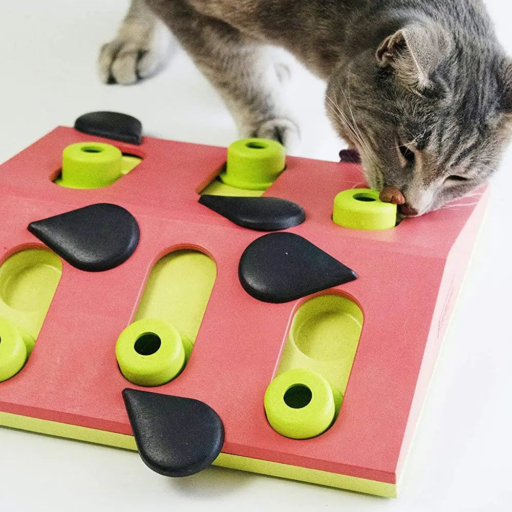 Cat engaging with a colorful interactive puzzle toy designed for mental stimulation.