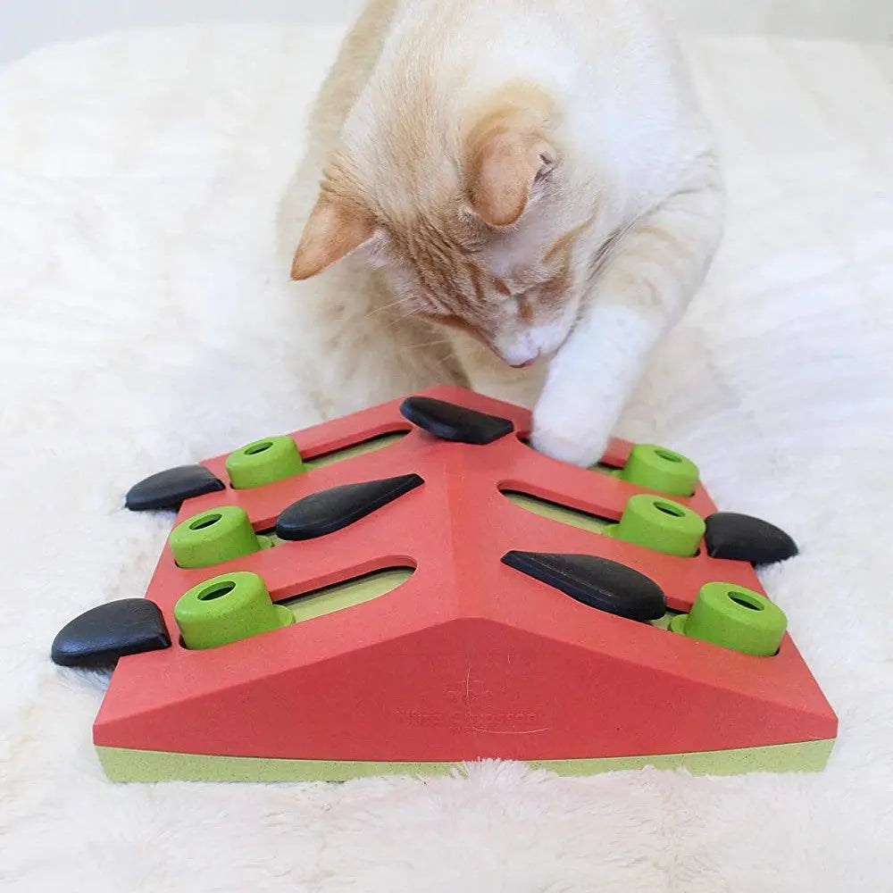 Cat playing with a colorful interactive puzzle toy designed for mental stimulation and engagement.