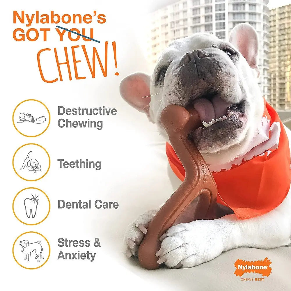French Bulldog enjoying a Nylabone chew toy for dental care and stress relief.