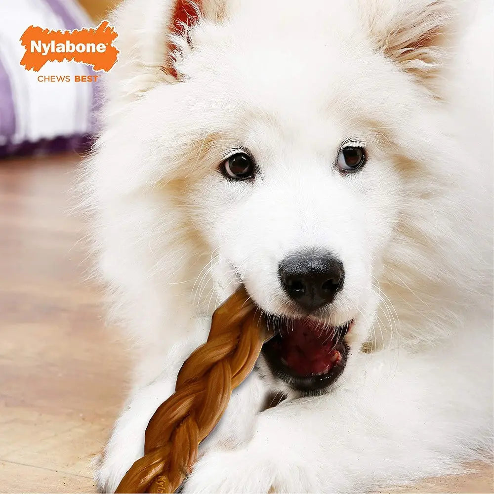 Fluffy white dog enjoying a Nylabone chew toy for healthy dental care and playtime fun.