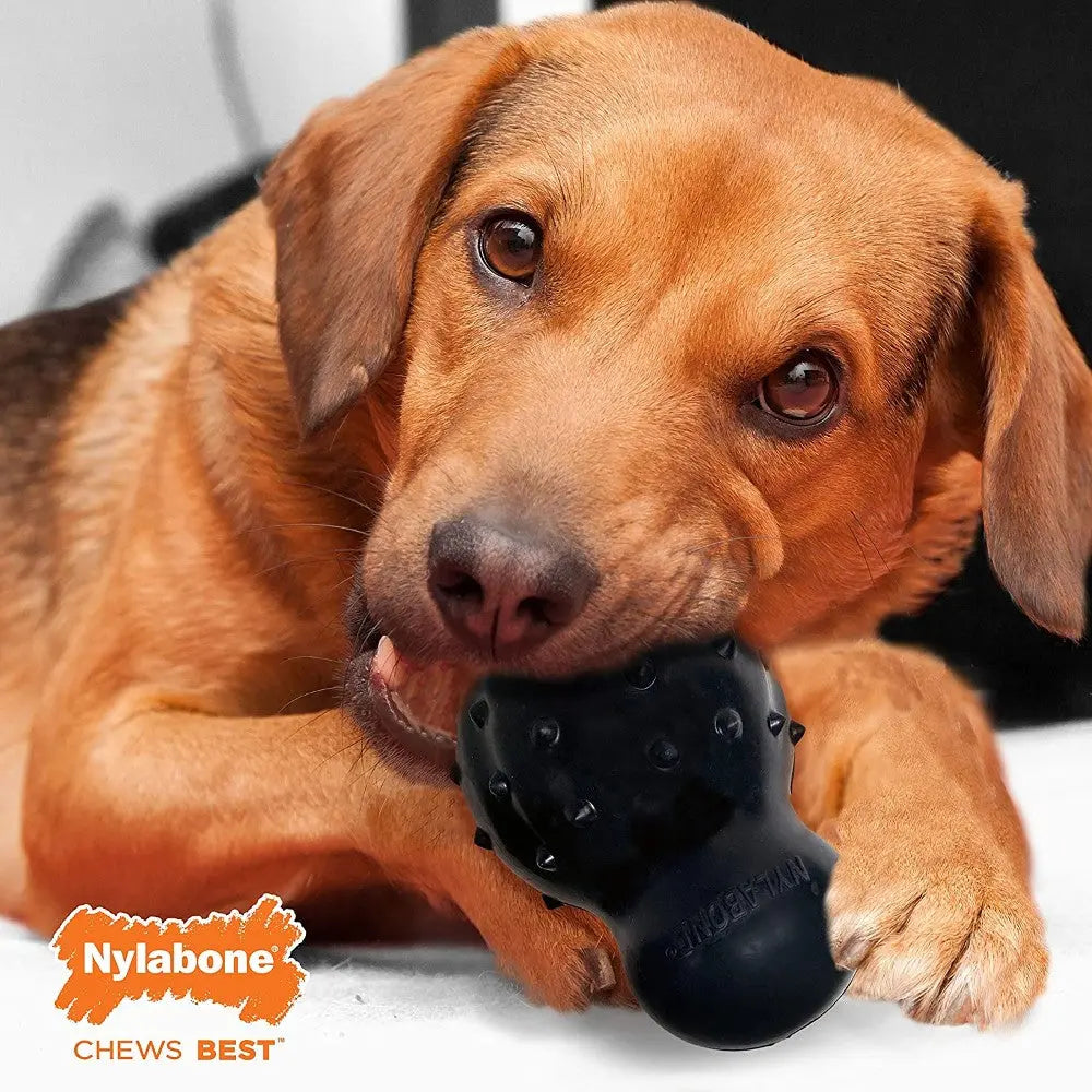 Dog chewing on a Nylabone chew toy, promoting dental health and playtime fun.