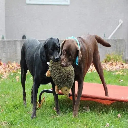 Two playful dogs sharing a plush toy in a grassy outdoor setting.