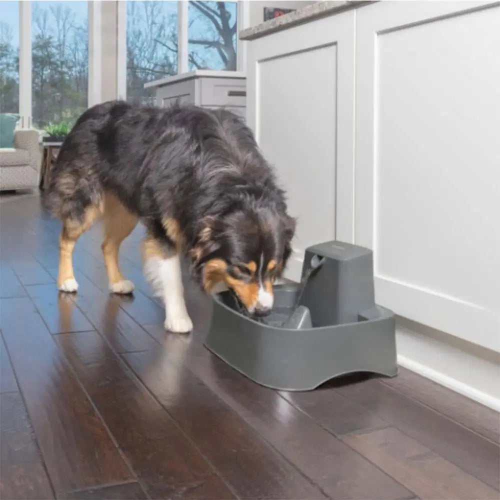 Dog drinking from a stylish gray water bowl in a modern kitchen setting.