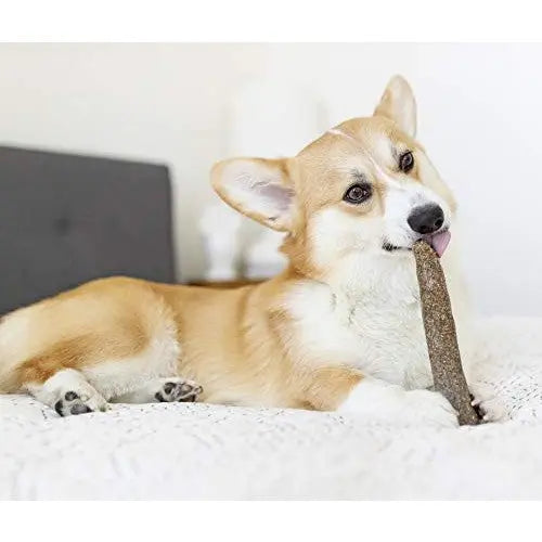 Corgi chewing on a natural chew stick, relaxing on a cozy bed.