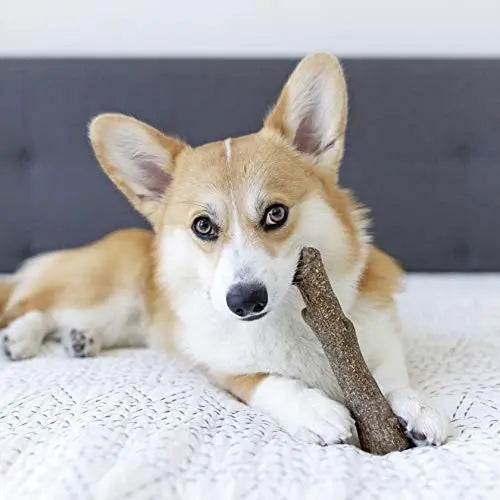 Corgi chewing on a stick, relaxing on a cozy bed with a neutral background.