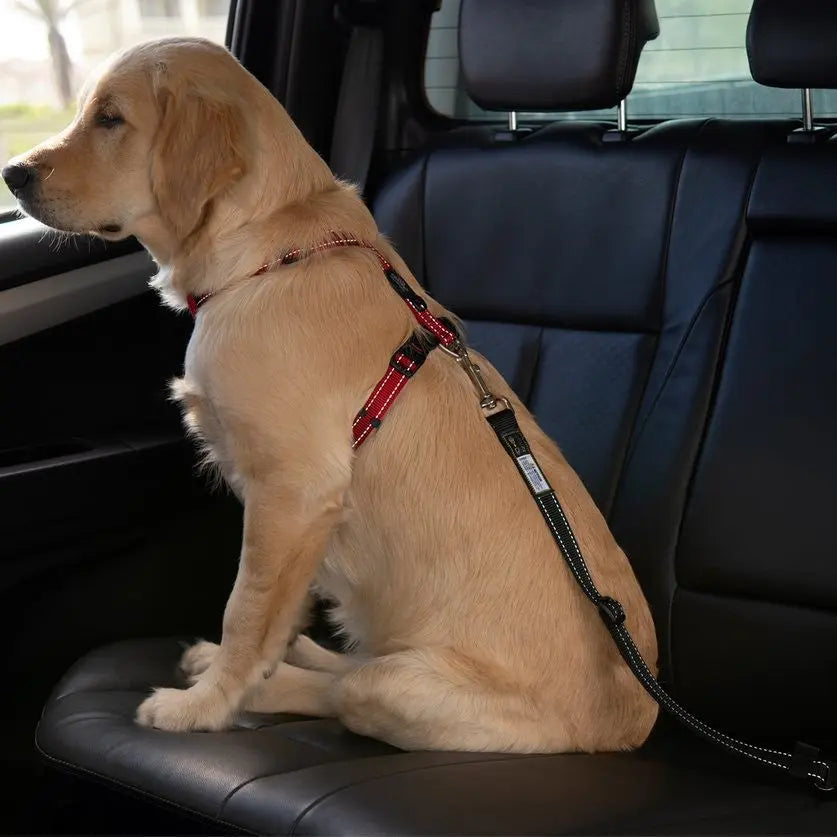 Golden retriever puppy in a car wearing a safety harness for secure travel.