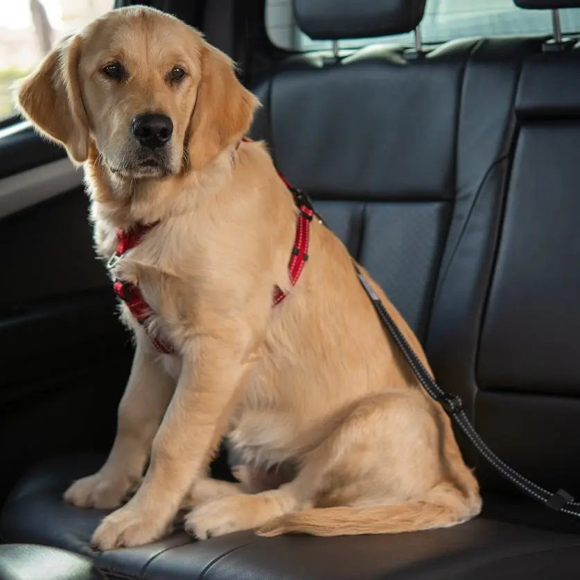 Golden retriever in a car, wearing a harness and leash, ready for an adventure.
