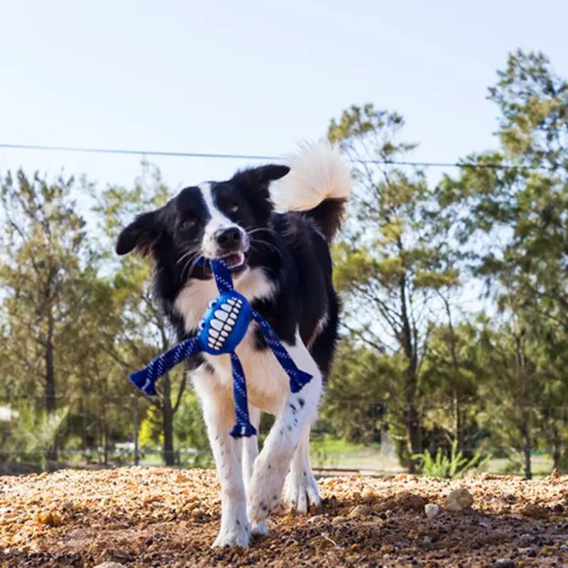 Playful dog carrying a blue toy in a sunny outdoor setting, surrounded by trees.