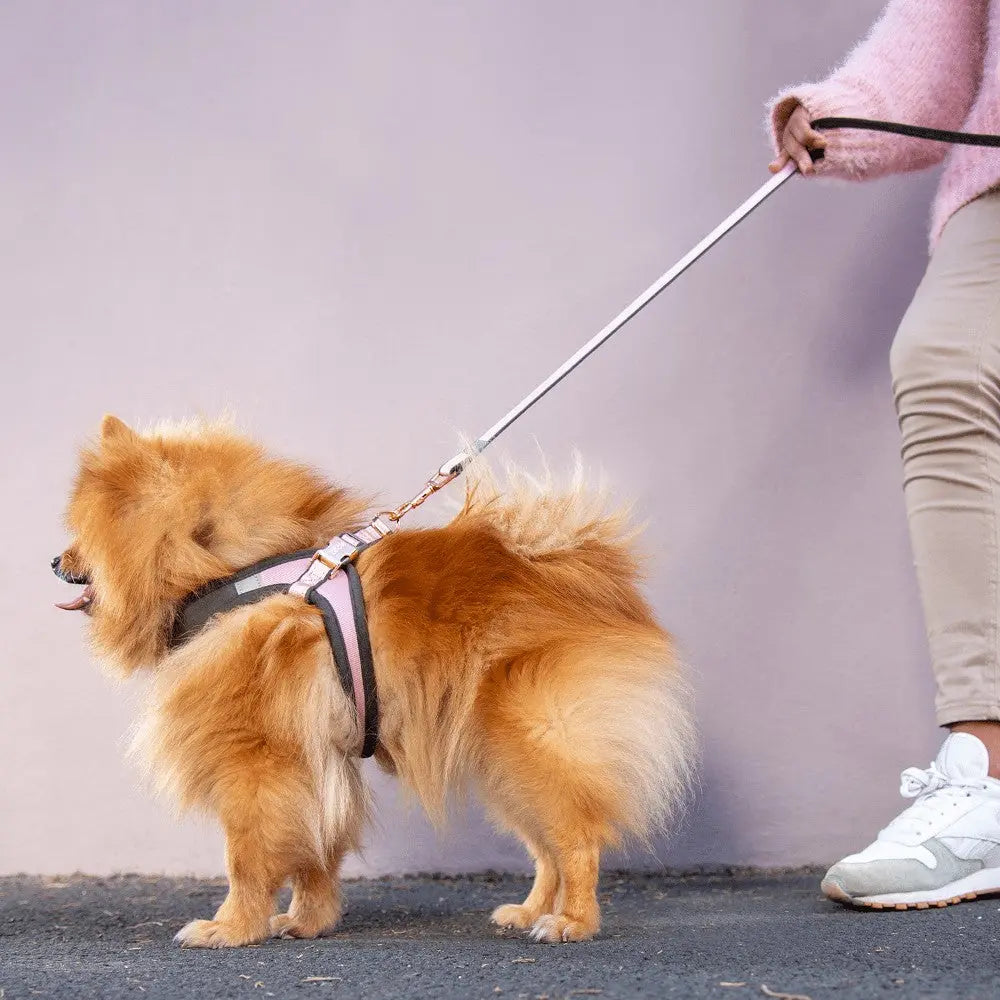 Pomeranian dog in a stylish harness being walked by a person on a leash against a pastel background.