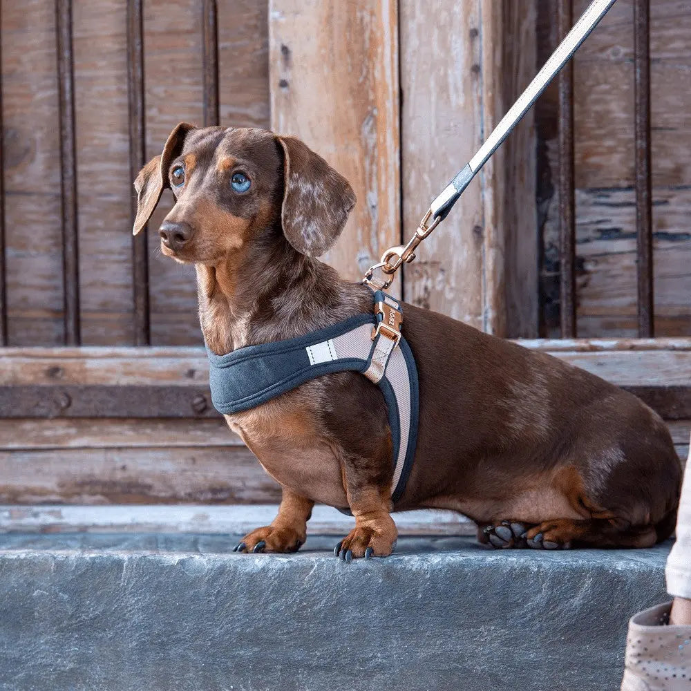 Dachshund in a stylish harness sits patiently on a stone step, ready for a walk.