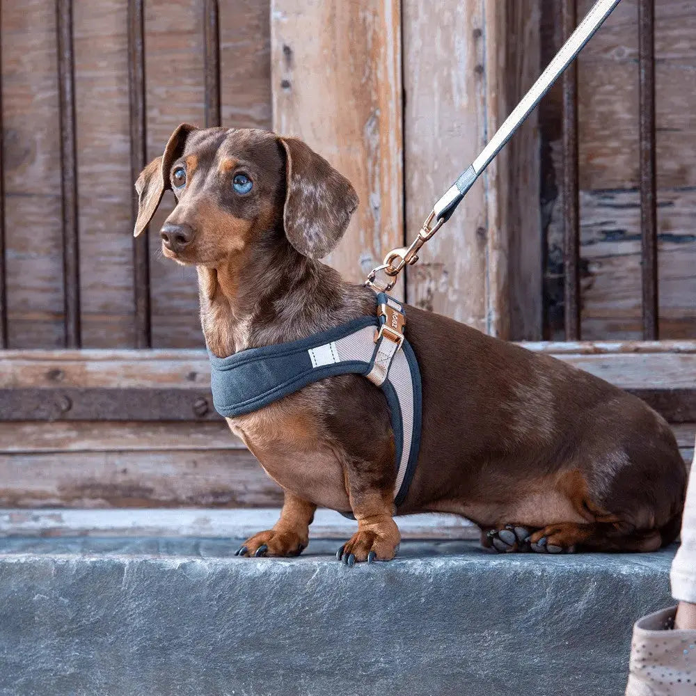 Dachshund in a stylish harness sits patiently on a stone step, ready for a walk.