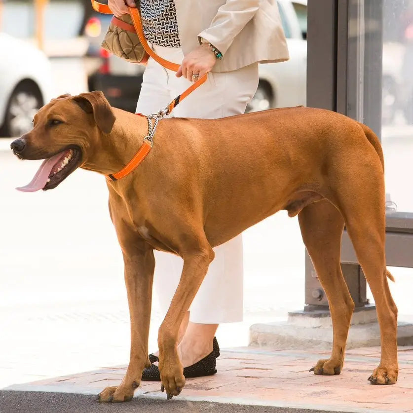 Dog on a leash waiting at a bus stop with a person in stylish attire.