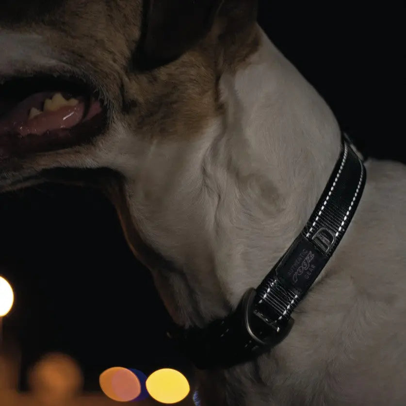 Close-up of a dog's collar at night, showcasing its reflective design and stylish details.