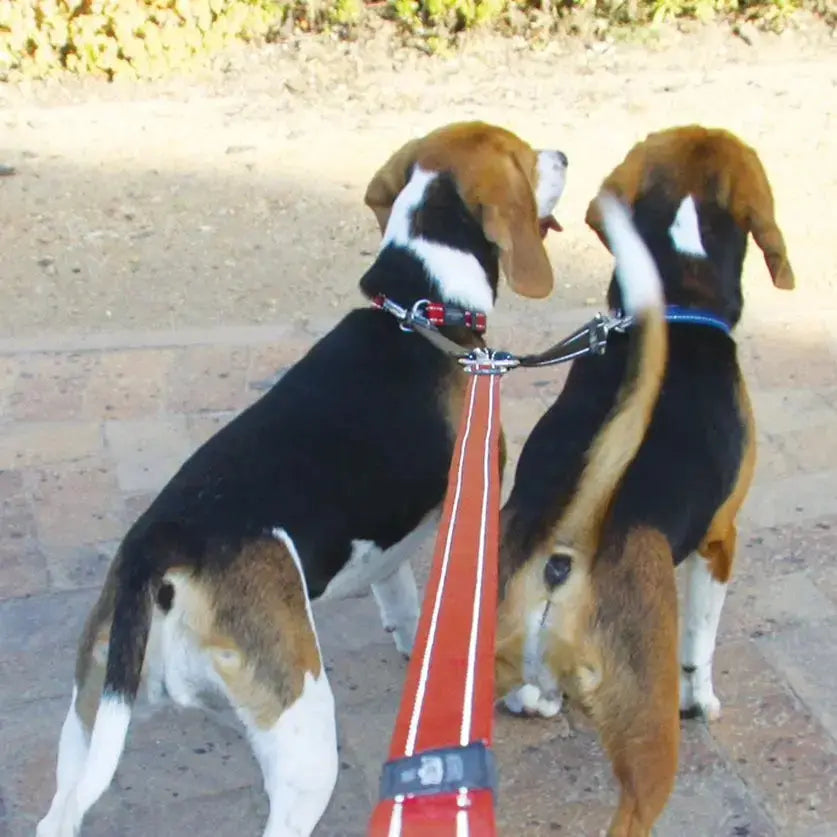 Two beagle dogs walking together on leashes in a sunny outdoor setting.