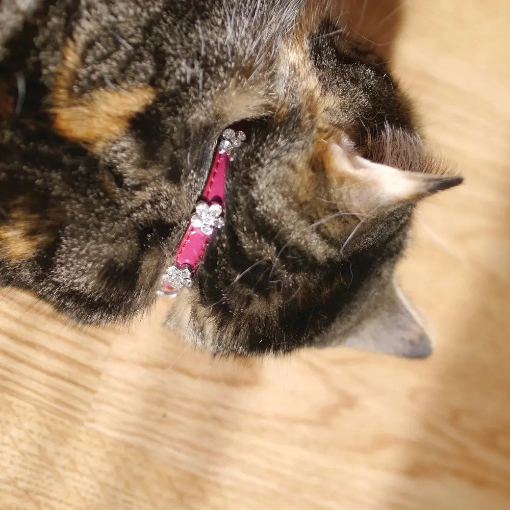 Close-up of a cat wearing a pink collar adorned with sparkly embellishments.