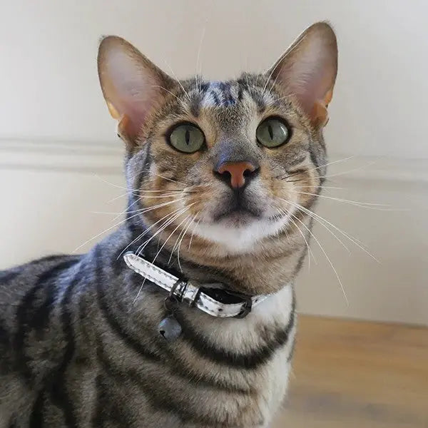 Close-up of a tabby cat with striking green eyes and a collar, showcasing its playful personality.