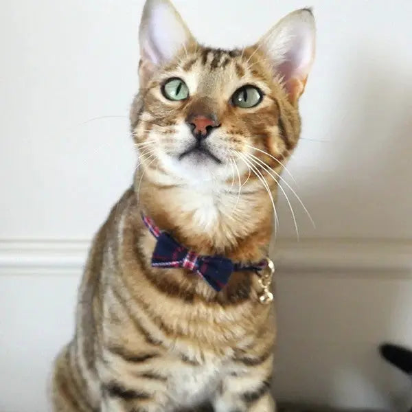 Bengal cat wearing a stylish bow tie, showcasing its playful personality and unique coat pattern.