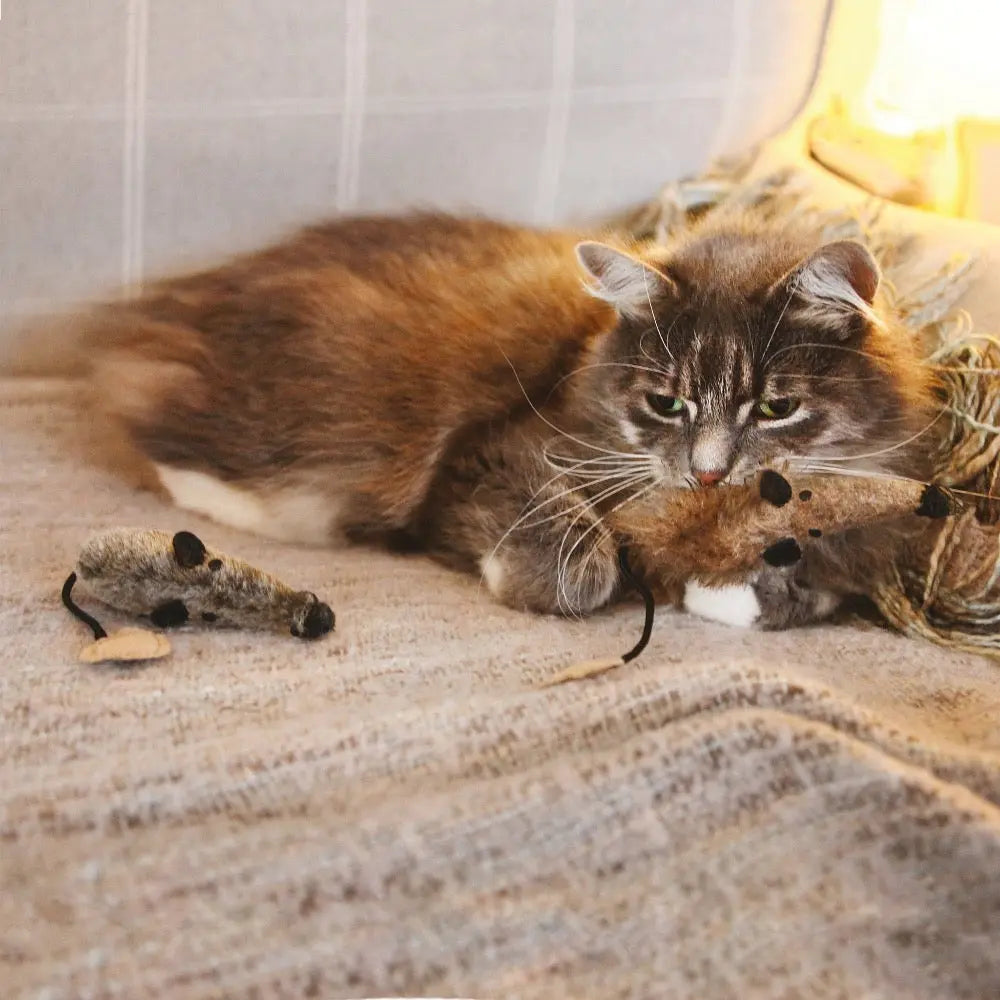 Cat playing with toy mice on a cozy blanket, showcasing playful indoor pet activities.
