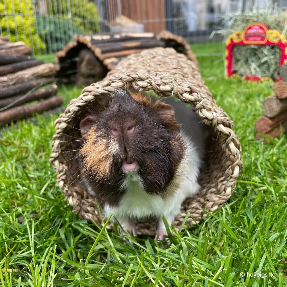 Guinea pig peeking out from a natural woven tunnel in a grassy outdoor setting.