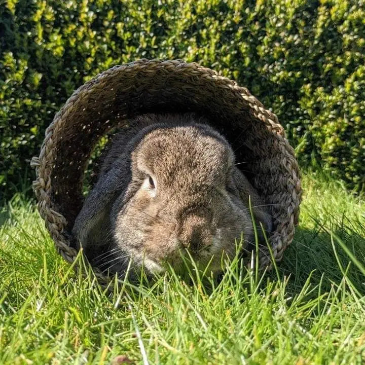 Brown rabbit playing in a woven tunnel on green grass in a sunny garden.