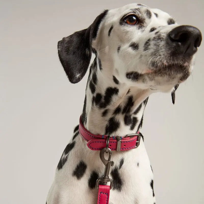 Dalmatian dog wearing a pink collar, showcasing its unique spotted coat and attentive expression.