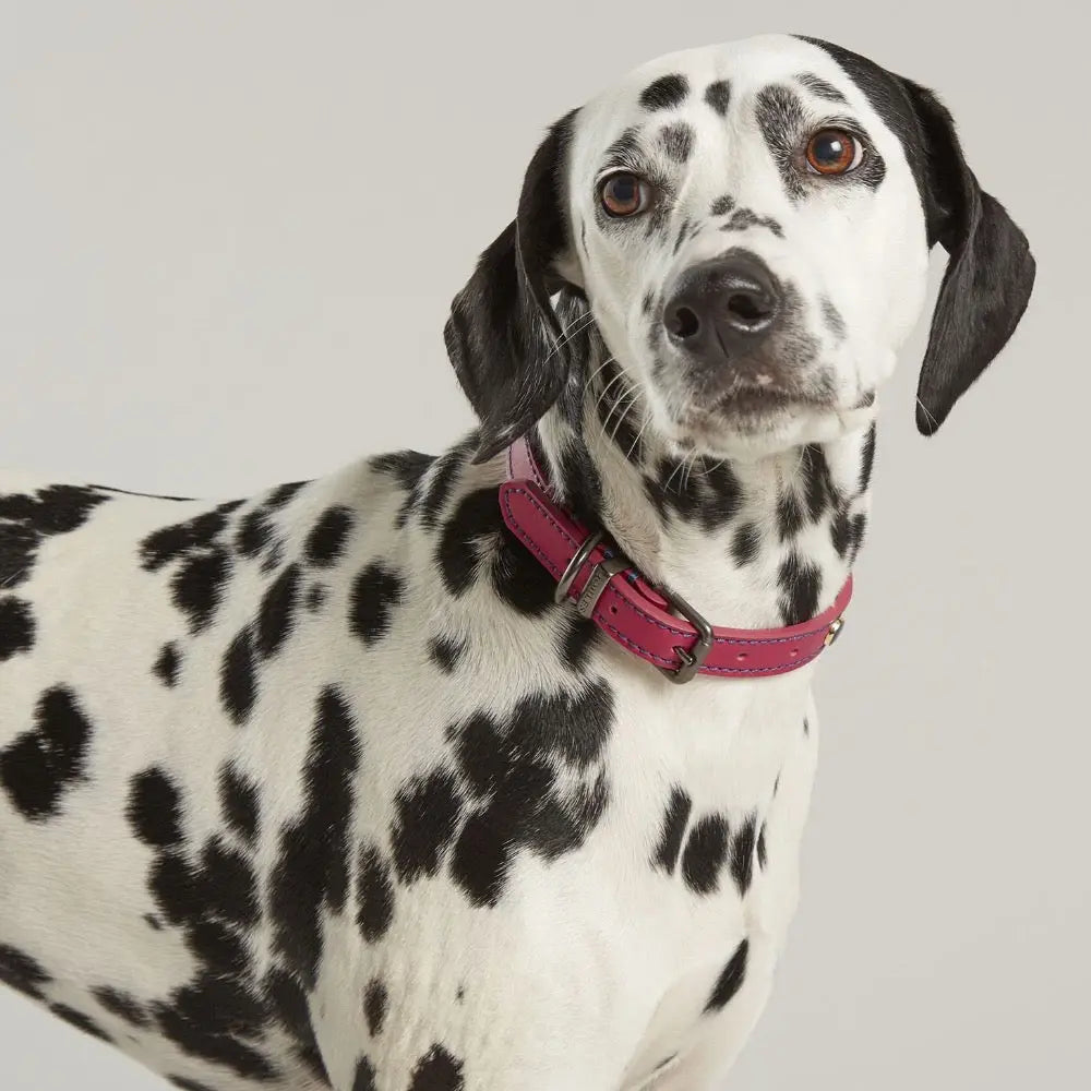 Dalmatian dog wearing a stylish pink collar, showcasing its unique spotted coat.