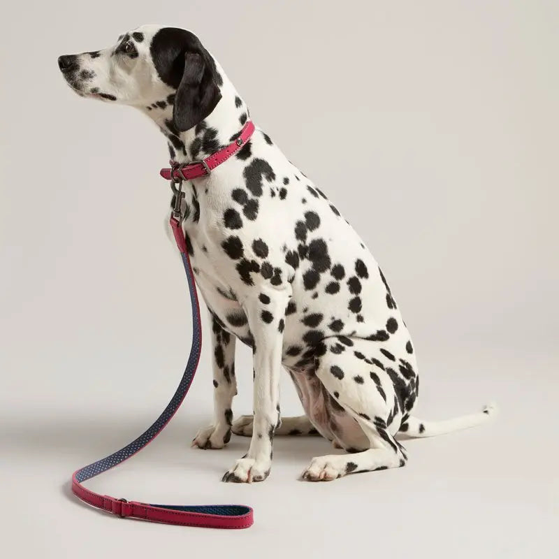 Dalmatian dog sitting with a pink collar and leash against a neutral background.
