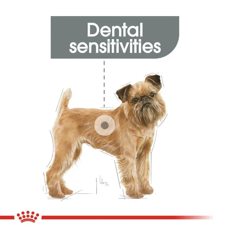 Brussels Griffon illustration highlighting dental sensitivities for pet care awareness.